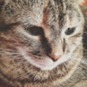 Meet your Posher, Joy